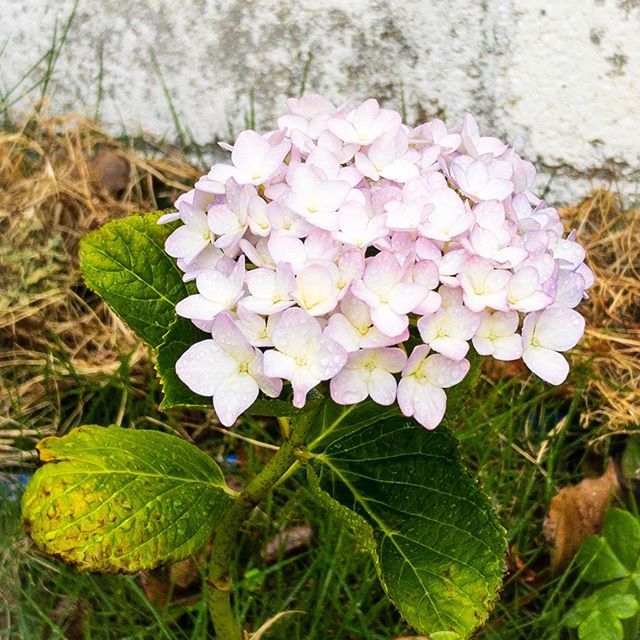 挿し木の紫陽花が咲きました！ ハンドメイド作家＆クリエイター募集 兵庫県加古川市