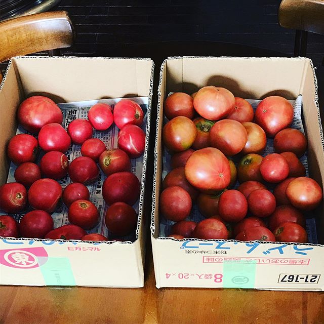 昨日に続きトマト追加来ました。無料で差し上げま〜す。ビニール袋持参で 兵庫県加古川市