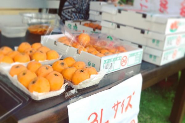 淡路びわの直売 3Lサイズの大きなびわ 無くなり次第終了 兵庫県加古川市