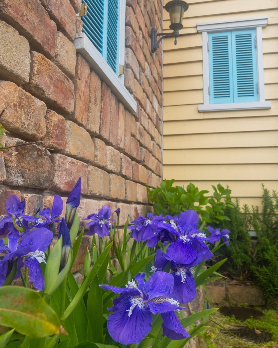 燕子花（かきつばた）が綺麗に咲きました#マイスタ加古川 2018年4月オープン時に、花壇に植えて4年目。#かきつばた が今年も綺麗に咲きました。奥に見えるのは、開店祝いでいただいたお花セットにあった紫陽花の枝を、挿木したら立派に自生してくれています。梅雨どきにはいっぱい咲くかな？右手は、スタッフが植えた、#ローズマリー が剪定しても勢いよく枝葉を広げています。春は、いろんなお花が咲いていると、春の訪れを感じ、心が安らぎますね〜#コワーキングスペース #コワーキング #モノづくりスペース #モノづくり #コトづくり #憩いの場 #プラットフォーム#地域コラボ #地域のプラットフォーム - Instagram投稿