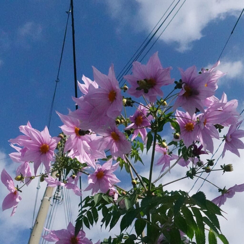 ダイオウダリアが満開！植物から #生き様 を教えてもらっている 兵庫県加古川市