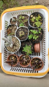 Origami　時々　Herbs